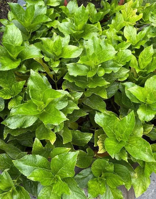 Hydrangea