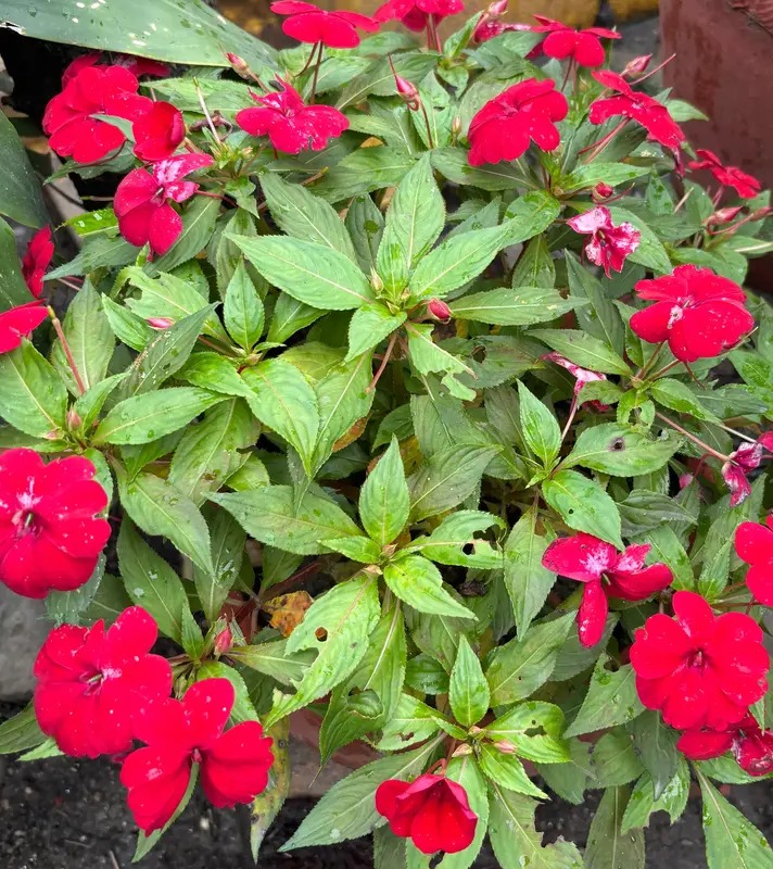 New Guinea Impatiens