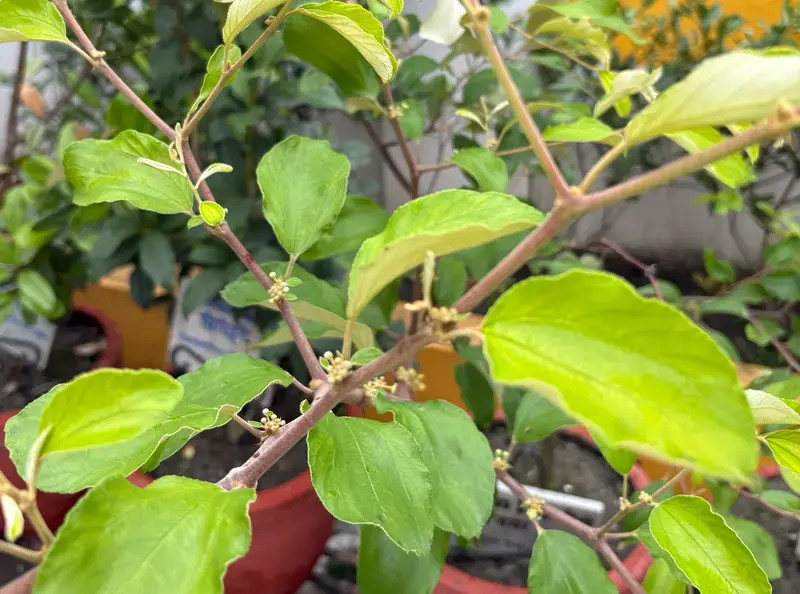 Indian Jujube (Bayar)