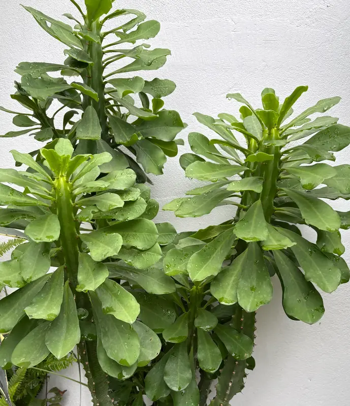 Indian Spurge Tree Cactus