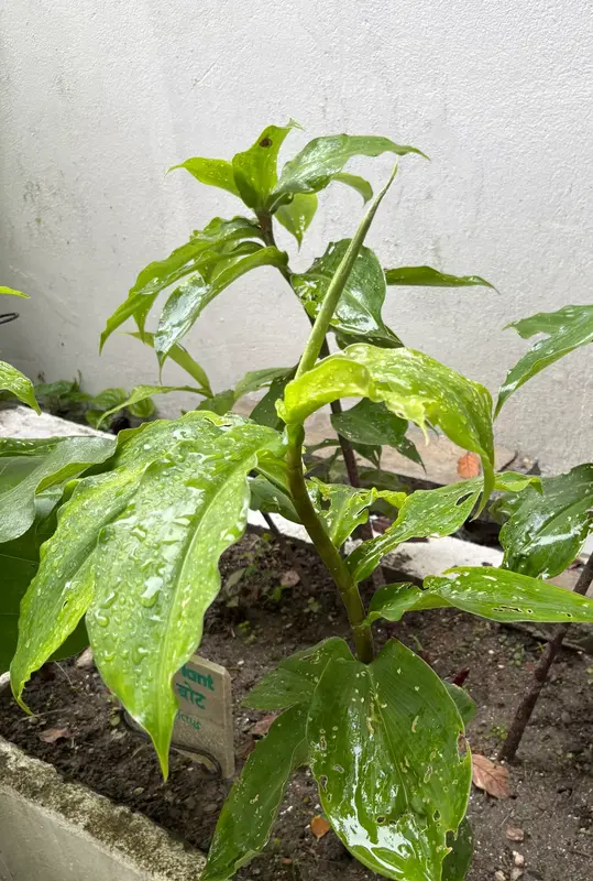 Insulin Plant
