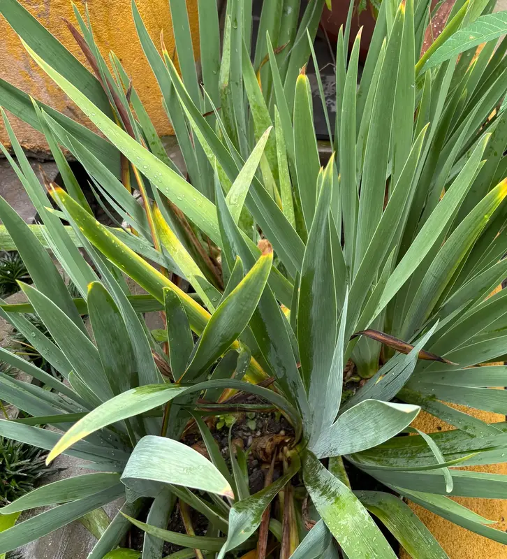 Bearded Iris