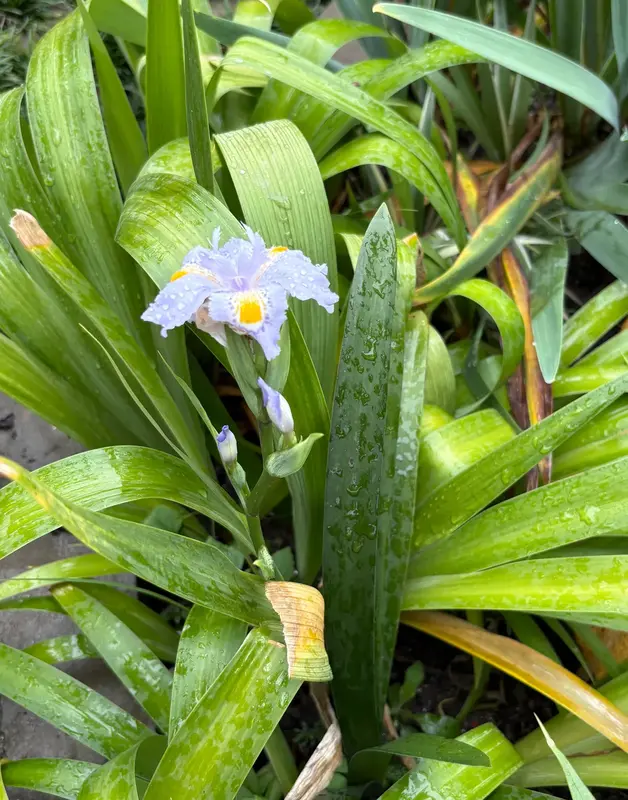 Fringed Iris