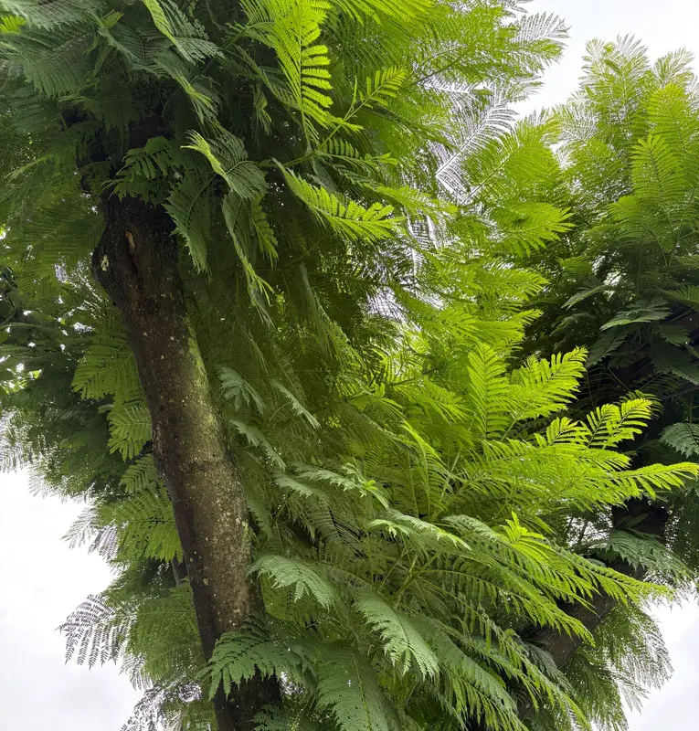Jacaranda