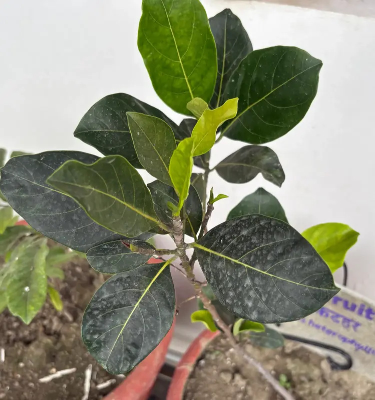 Jackfruit