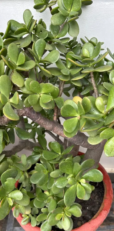 Jade Plant