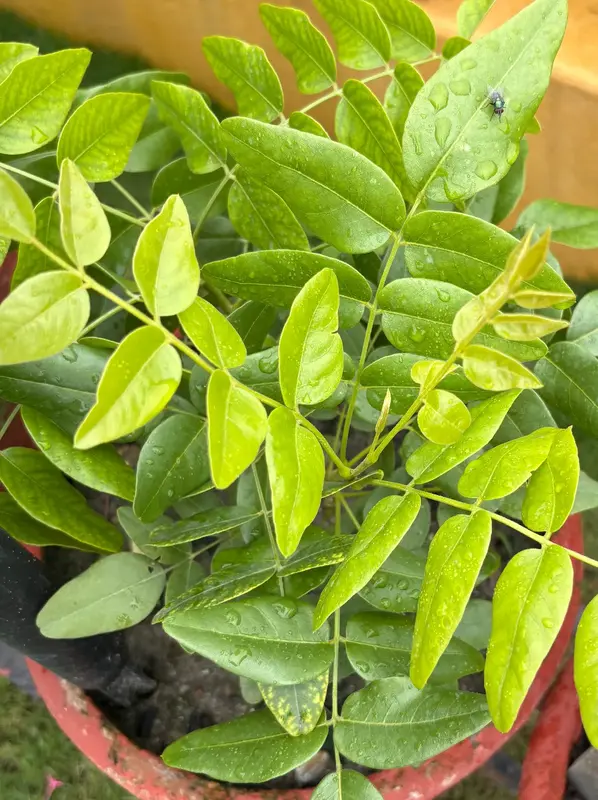 Japanese Pagoda Tree
