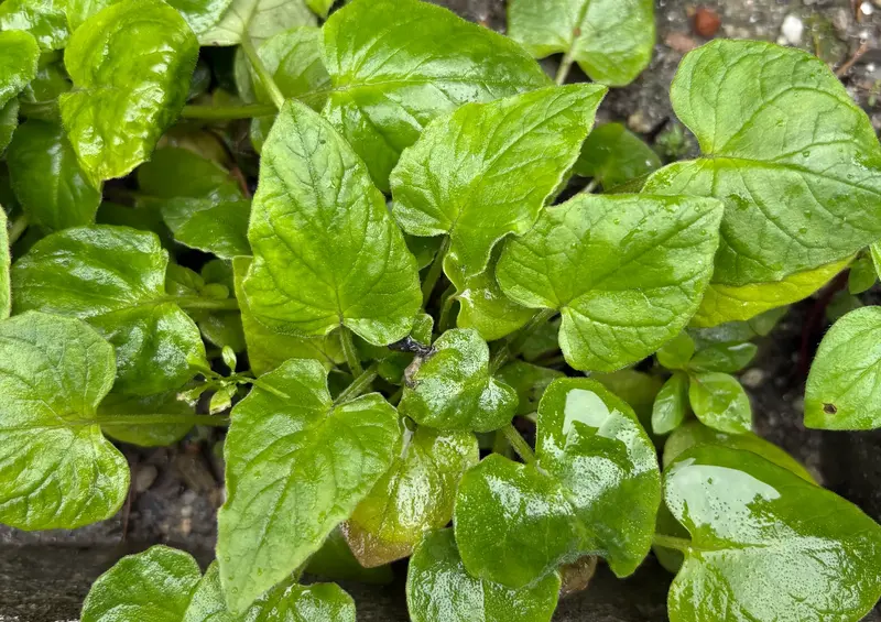 Jatamasi (Indian Valerian)