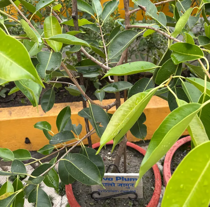 Java Plum (Jamun)