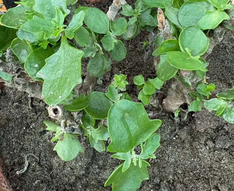 Kalanchoe