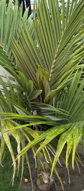 King Palm