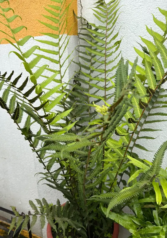 Lady Fern