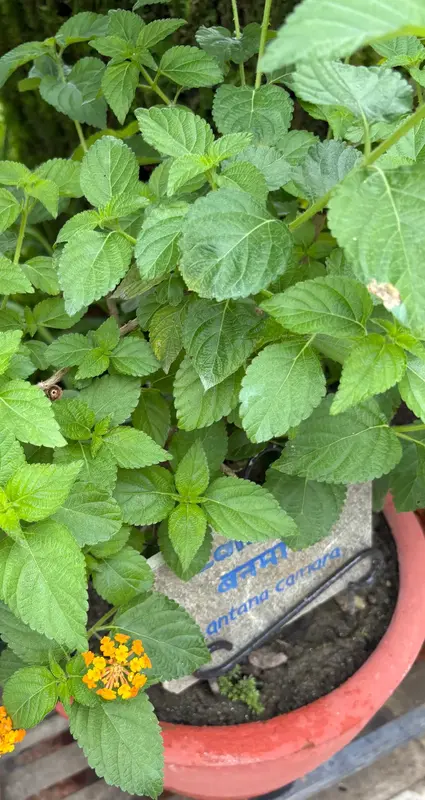 Lantana