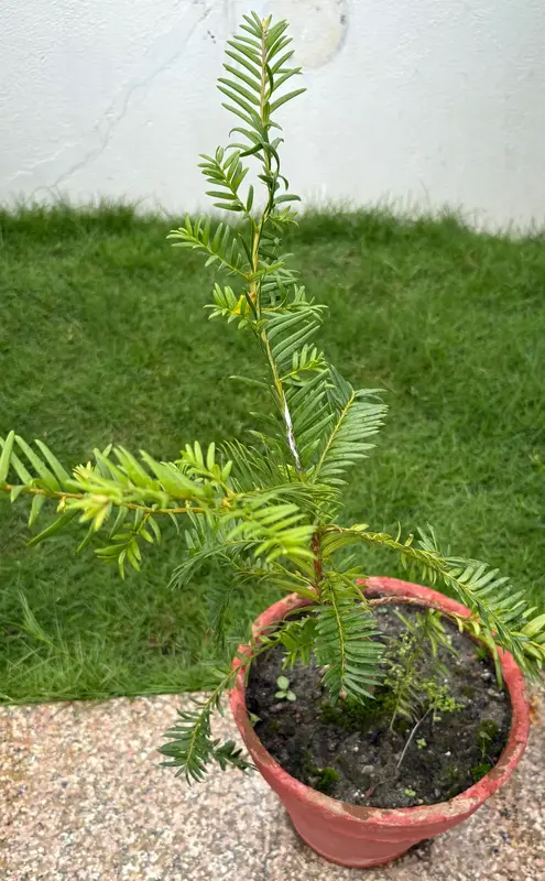Lauth Salla (Himalayan Yew)