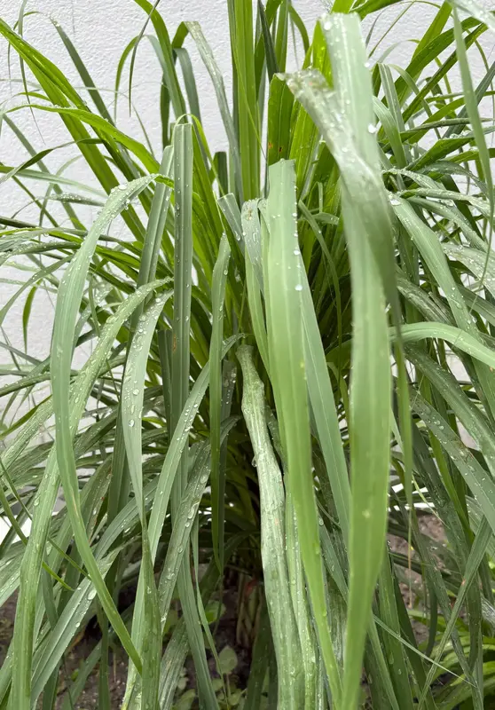 Lemongrass