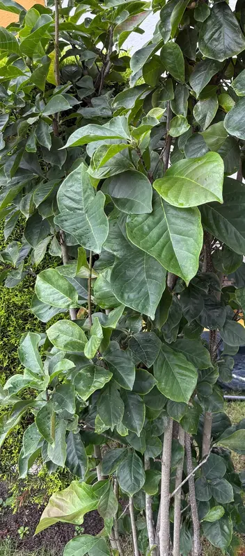 Lily Magnolia