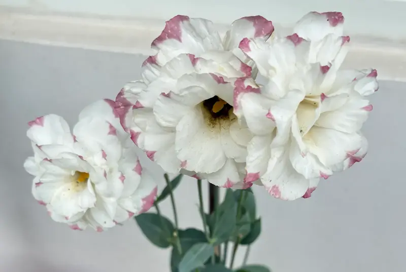Lisianthus