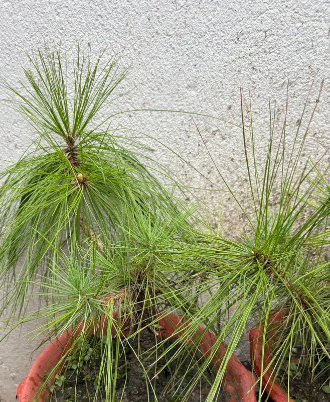 Long Leaf Pine
