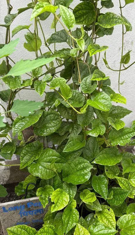 Long Pepper (Pipla)