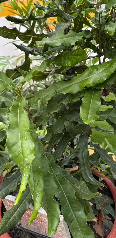 Macadamia