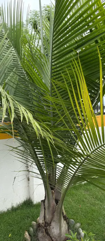 Majesty Palm
