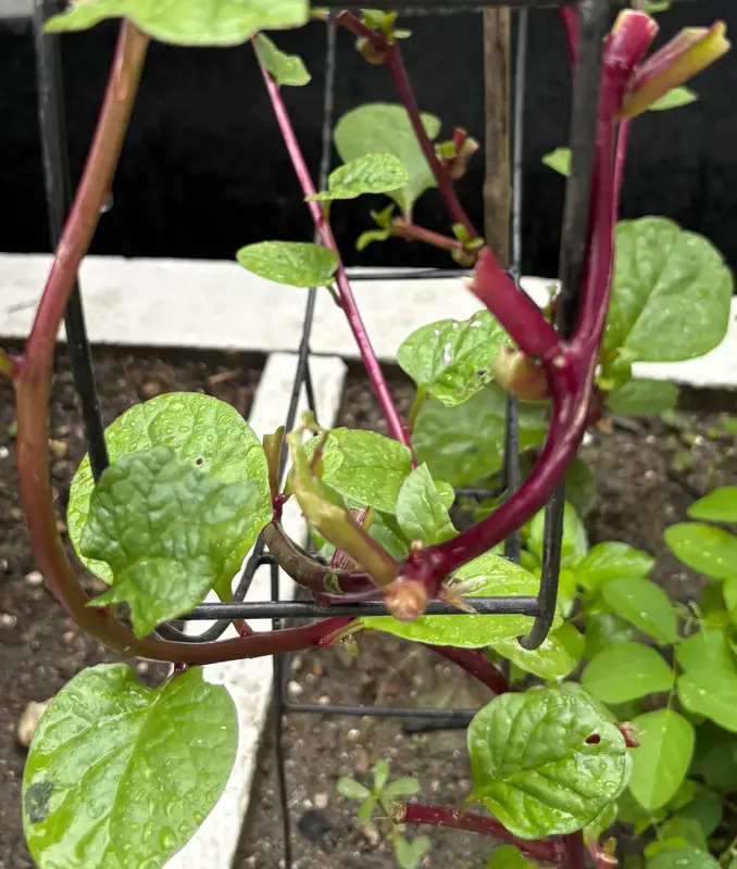 Malabar Spinach