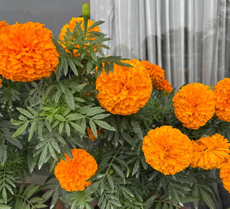 Marigold (Sayapatri)