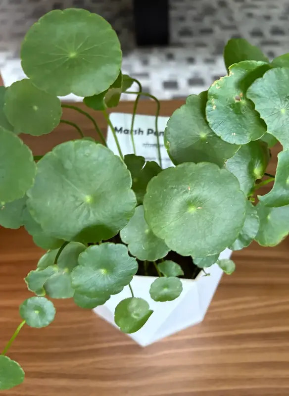 Marsh Pennywort