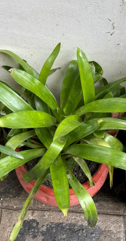 Matchstick Bromeliad
