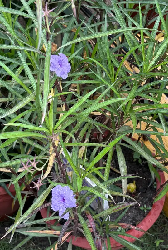 Mexican Petunia