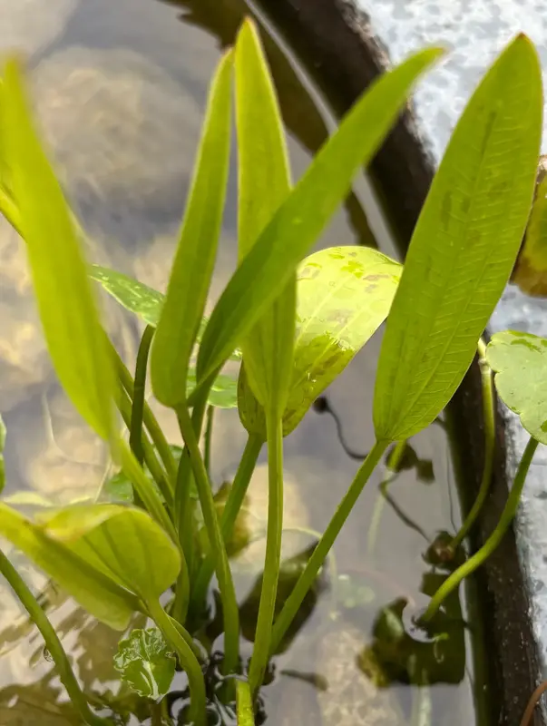 Sword Plant