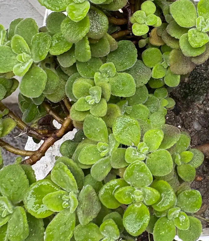 Vicks Plant