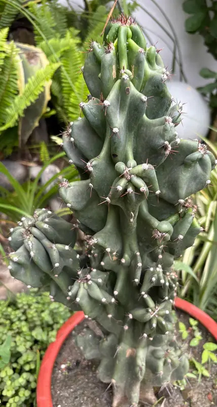 Monstrose Apple Cactus