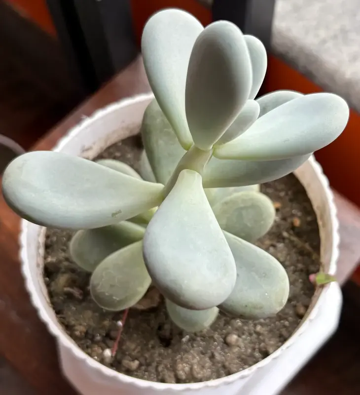 Moonstone Succulent