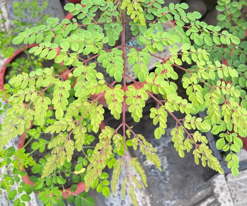 Moringa (Sajiwan)
