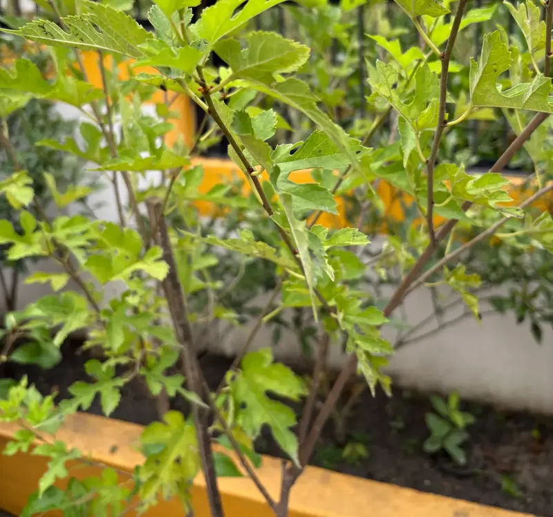 Mulberry