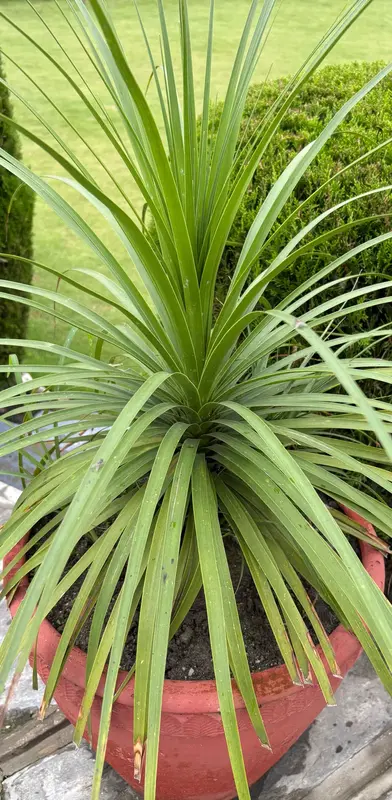 Ponytail Palm