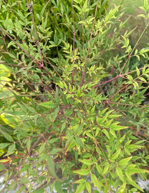 Heavenly Bamboo