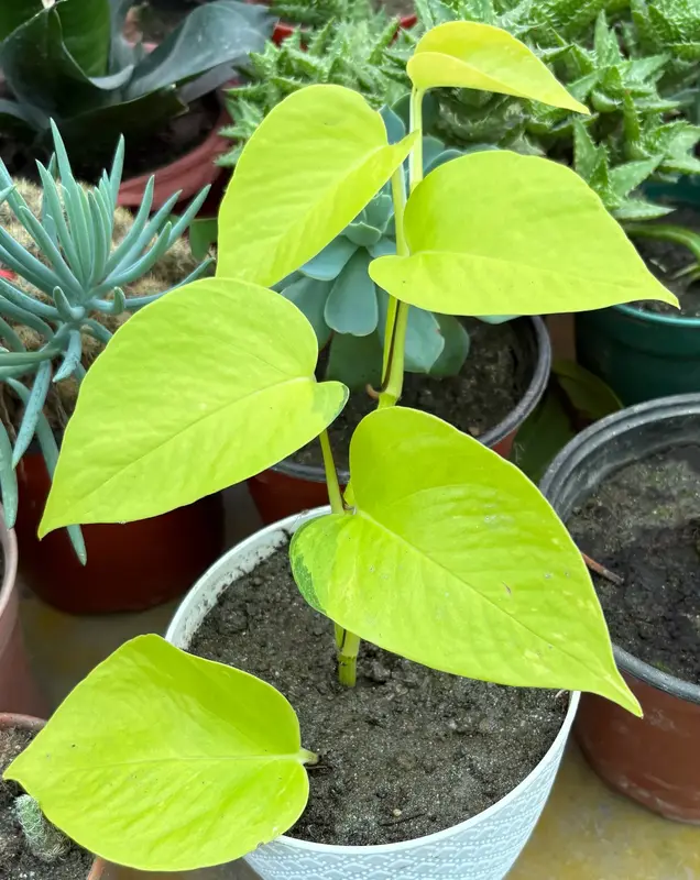 Neon Pothos