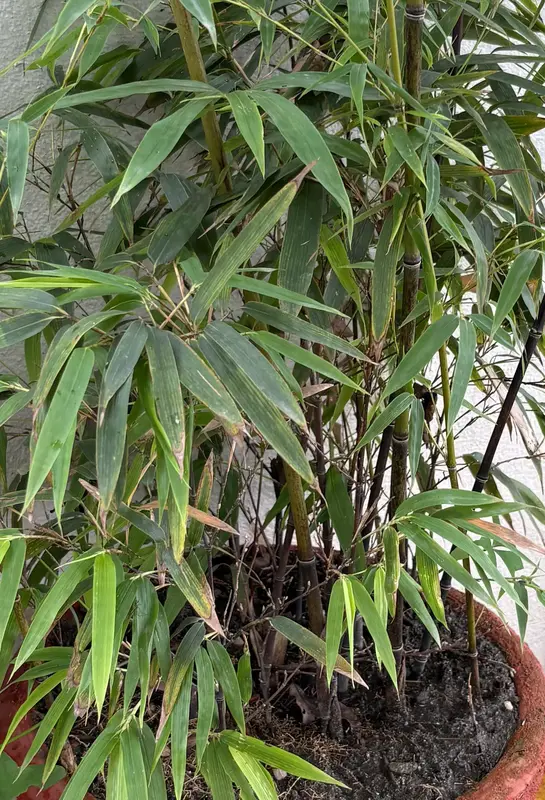 Nigalo