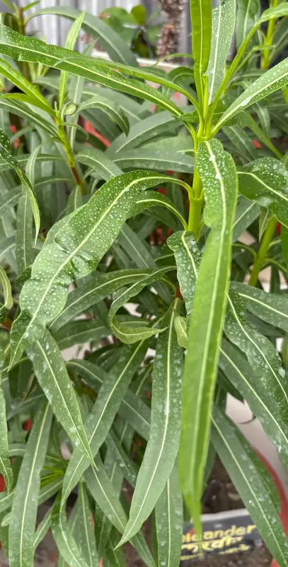Variegated Oleander