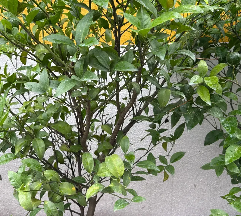 Mandarin (Suntala)