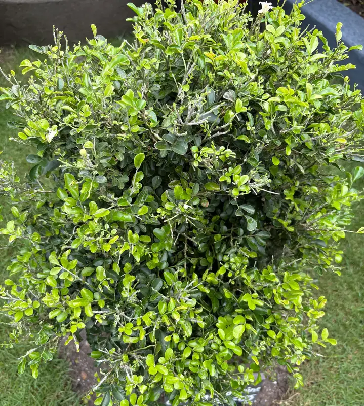 Orange Jasmine