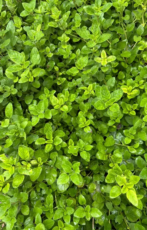 Oregano