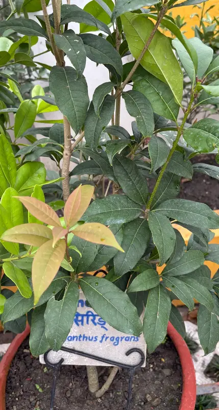 Sweet Osmanthus