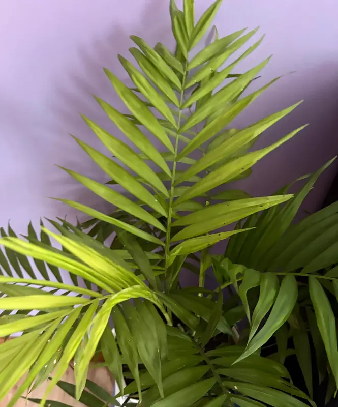 Parlor Palm
