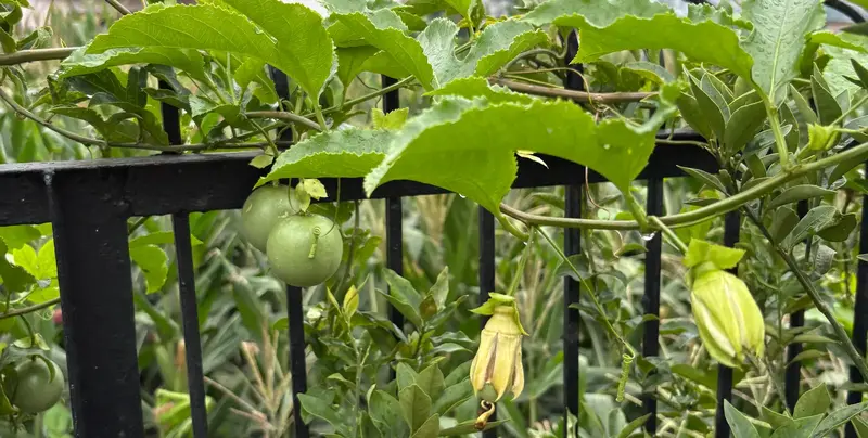 Passion Fruit