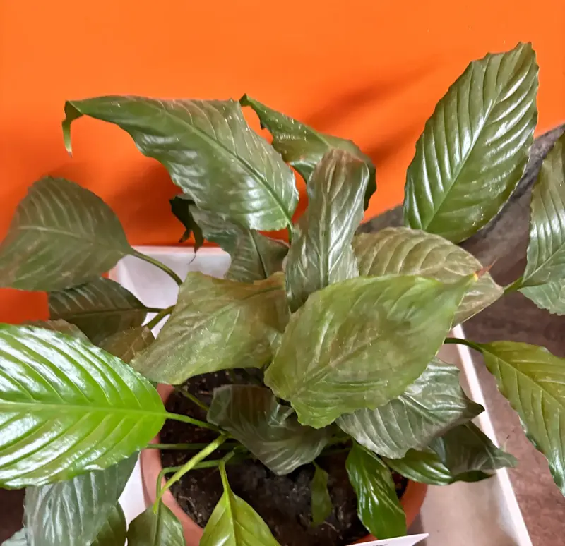 Peace Lily