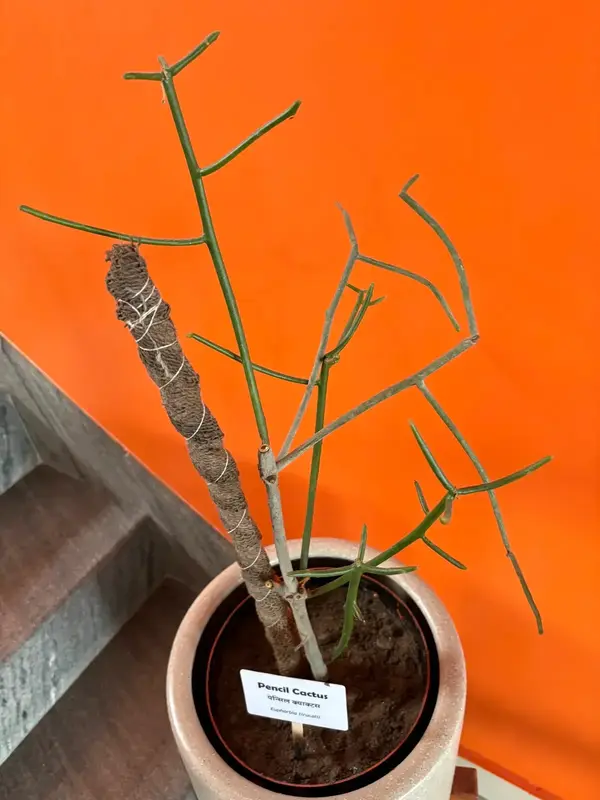Pencil Cactus