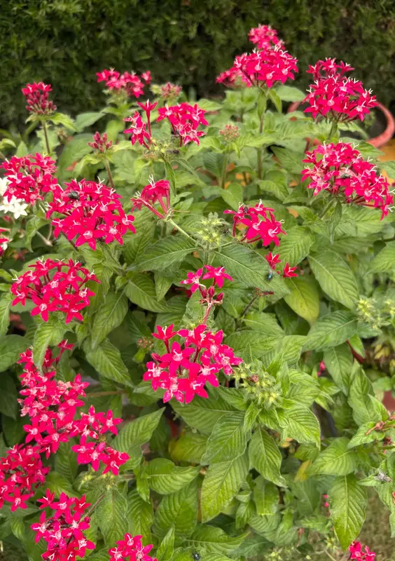 Egyptian Star Cluster
